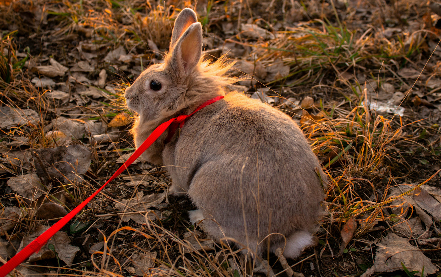 Rabbit Health Monitoring & Record-Keeping Toolkit