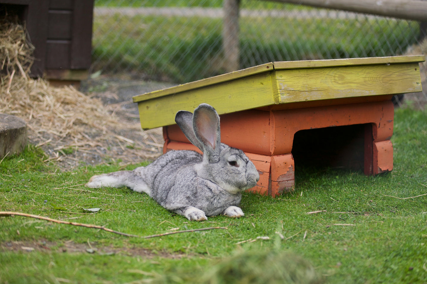 Home Rabbit First Aid & Emergency Awareness Training