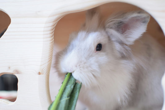 Indoor Enrichment & Behavioral Wellness for Rabbits