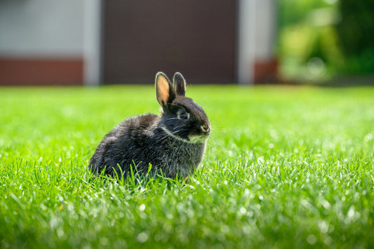 Housing Design & Habitat Optimization for Pet Rabbits