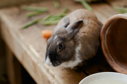 Rabbit Nutrition & Digestive Health Deep-Dive
