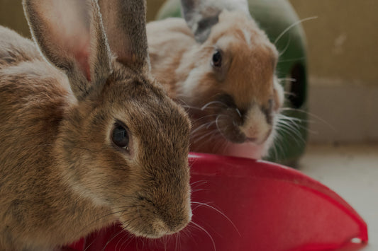 Essential Pet Rabbit Care Starter Course